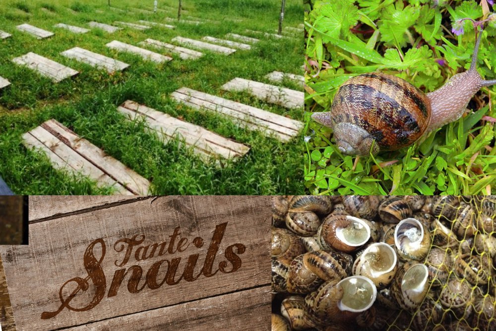 Ферма равликів Tante Snails